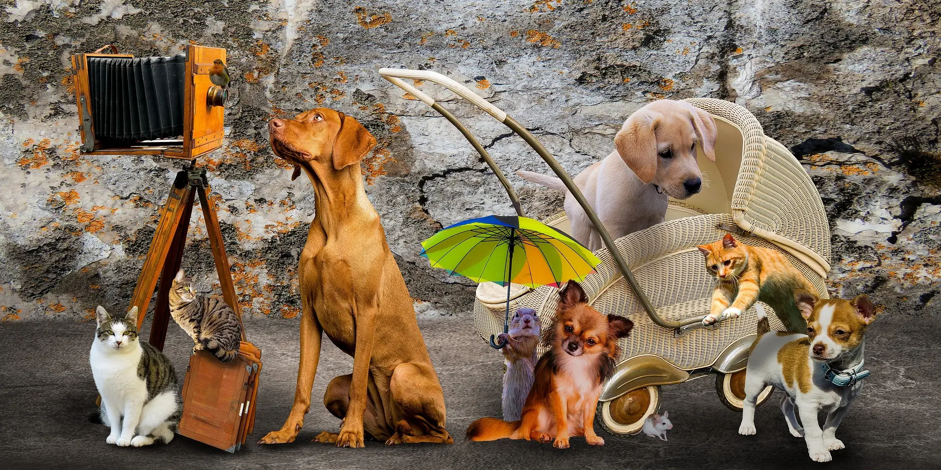 Understanding Your Dog Health